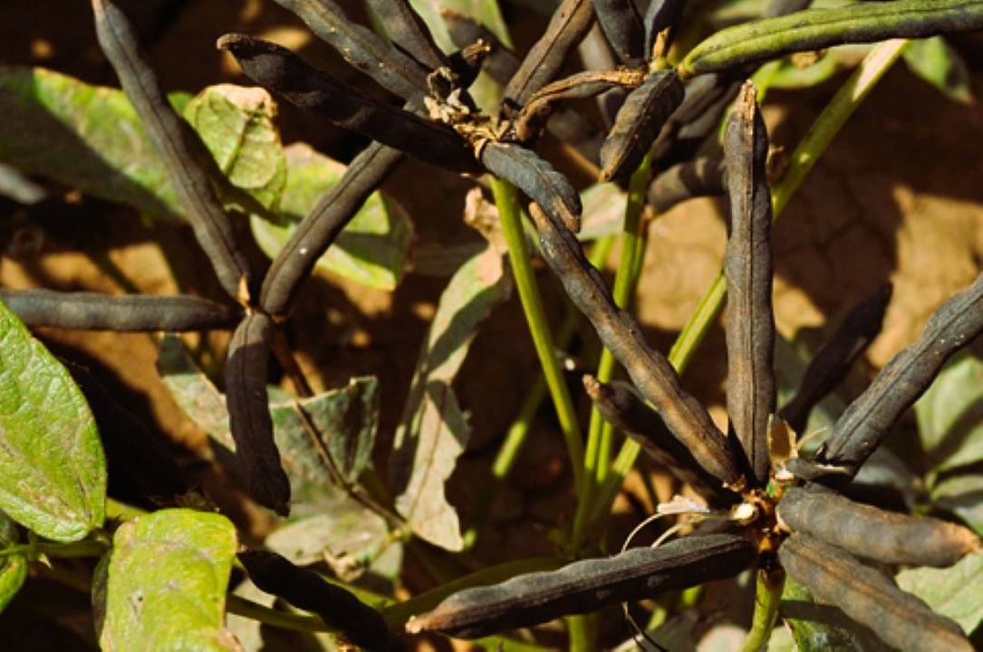 Black Gram (Urad) Cultivation Promises Good Returns for Farmers (Photo Source: TNAU)