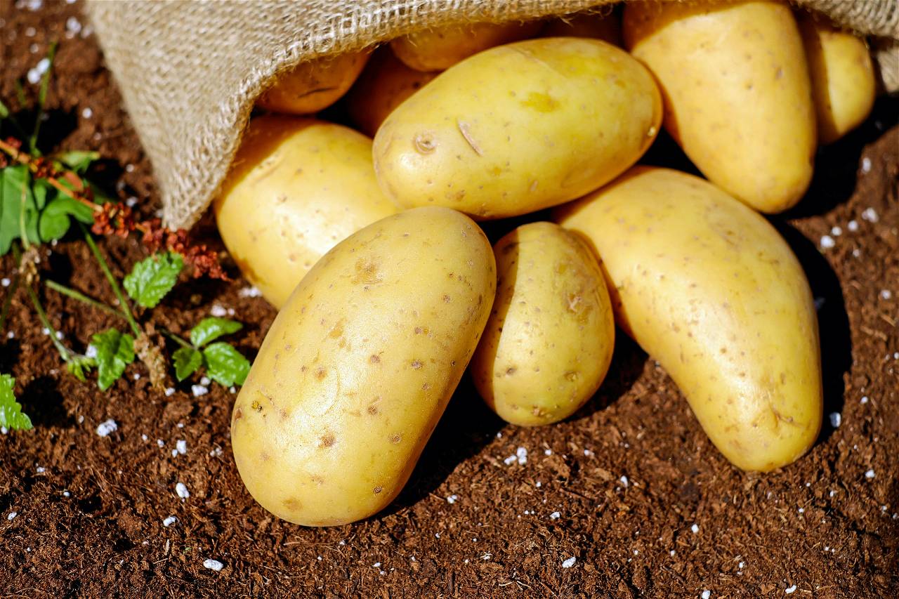 International Day of Potato will be Commemorated on May 30 (Photo Source: Pexels.com)