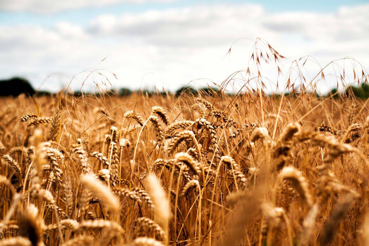 Wheat Field (Photo Source: Pexels)