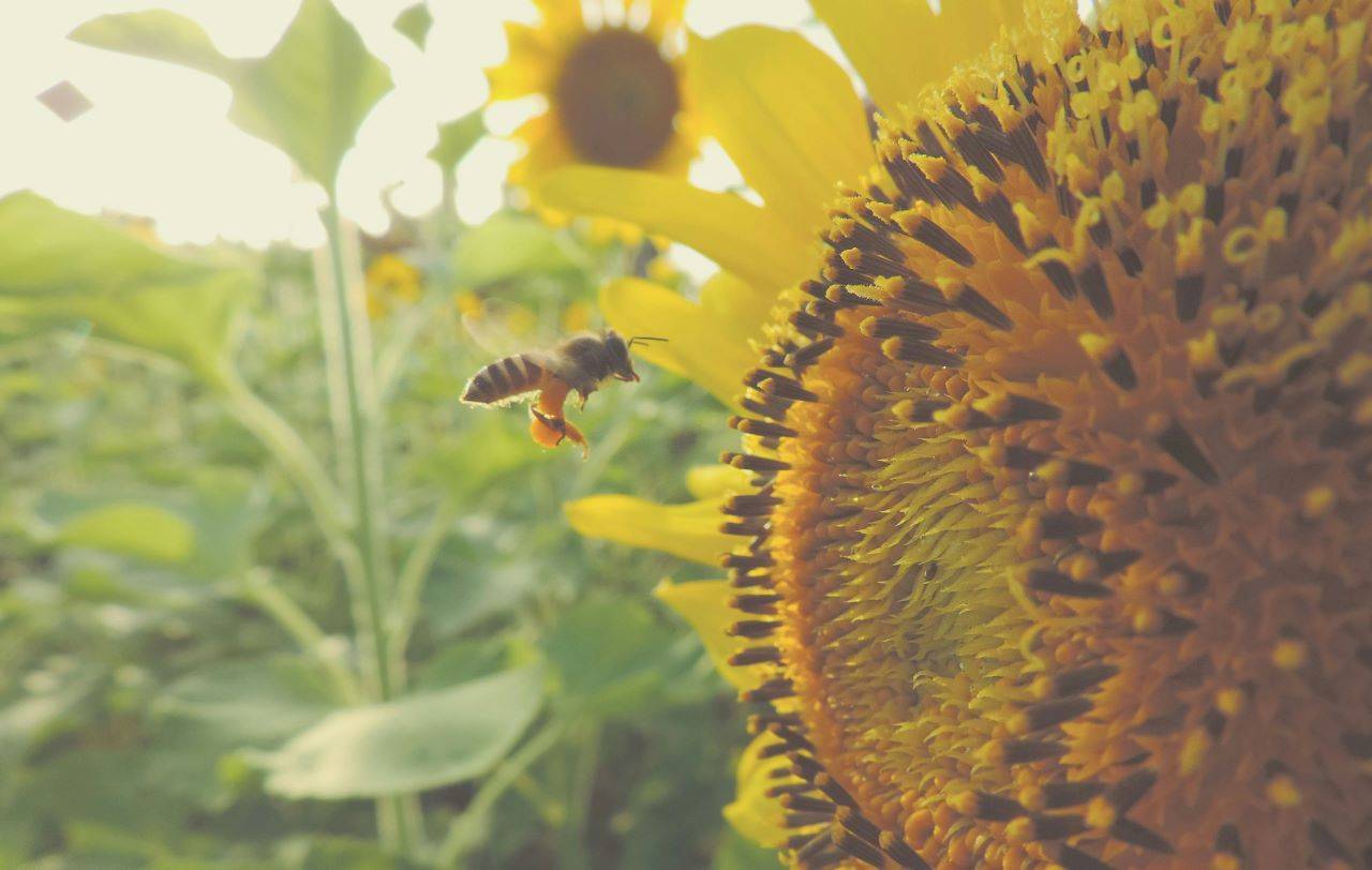 Nature's silent guardians, ensuring garden health and harmony. (Pic Credit - Unsplash)