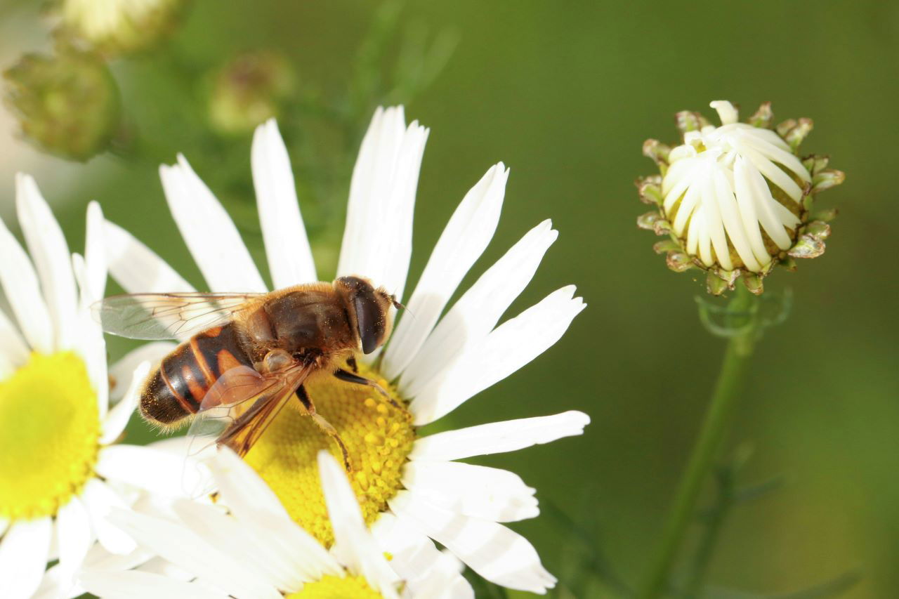 Hoverflies ( Pic Credit - Unsplash)