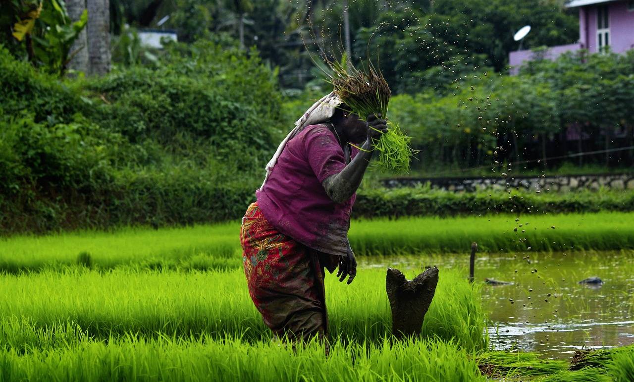 Revolutionizing Agriculture: How Odisha's Double Cropping Strategy is Changing the Game (Photo Source: Pixabay)