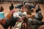 WHO Urges Caution Amid Avian Influenza Concerns