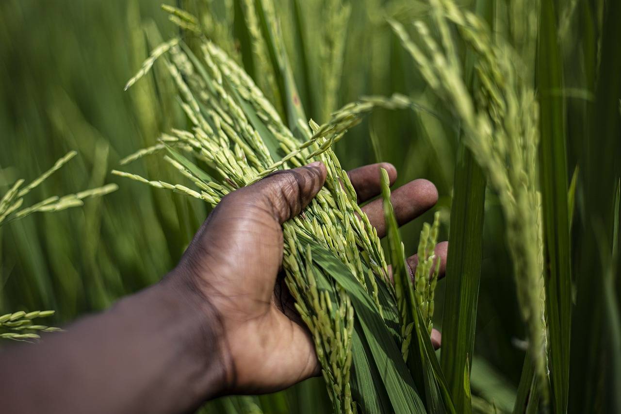 Maximize Farm Productivity and Income with These Basmati Rice Varieties (Photo Source: Pexels)