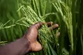 Maximize Farm Productivity and Income with These Basmati Rice Varieties