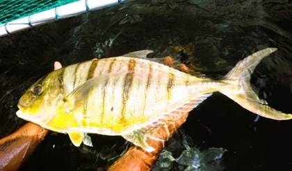 ICAR-CMFRI Achieves Successful Captive Breeding of High-Value Marine Fish ‘Golden Trevally’