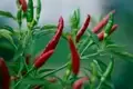 Here’s How to Grow Chillies From Chillies This Summer at Your Home