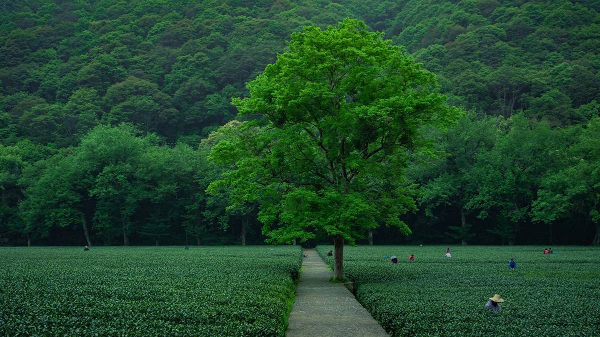 Bayer Partners With the Government of India’s Common Service Center (CSC-SPV) and Gram Unnati to Facilitate Last Mile Delivery of Agri-inputs to Smallholder Farmers (Photo Source: Pexels)