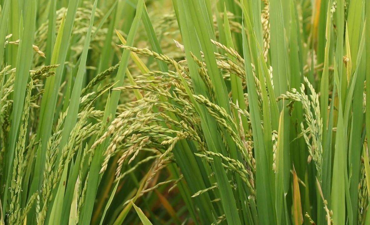 Paddy Field (Photo Source: Pexels)