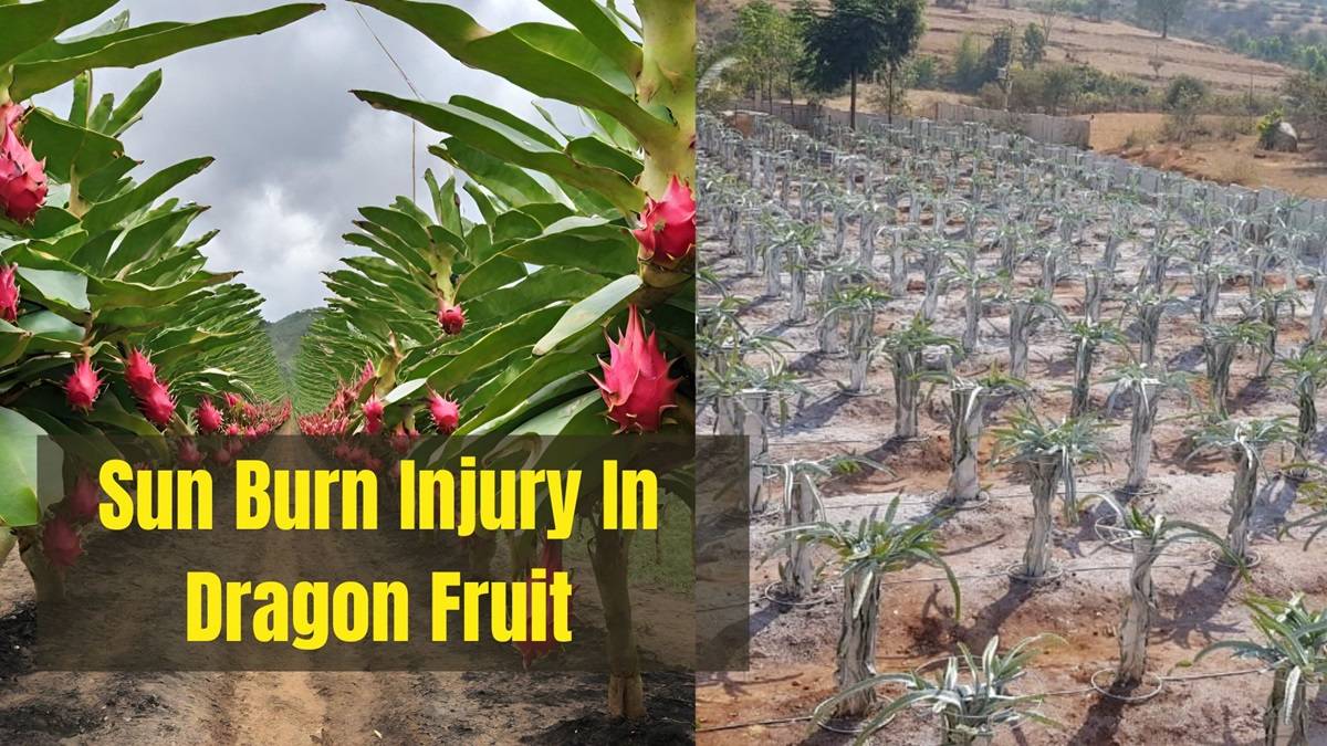 Sunburned Dragon Fruit? Here's How to Rescue Your Precious Produce (Photo Source: ICAR)