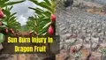 Sunburned Dragon Fruit? Here's How to Save Your Precious Produce