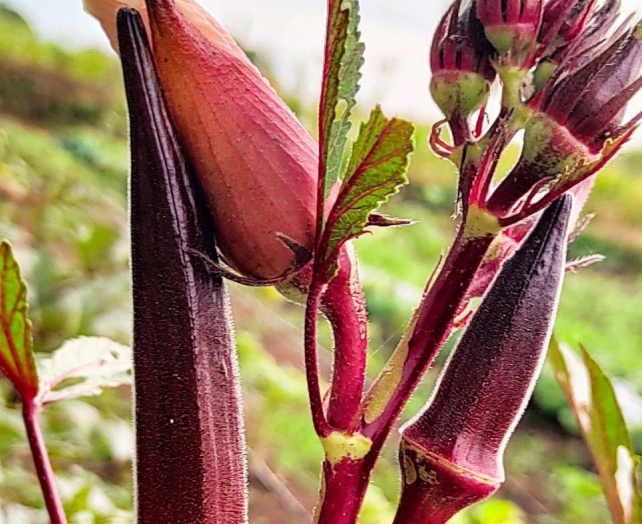 Pusa Lal Bhindi-1: A Breakthrough Variety of Disease-Resistant Red Okra Enriched with Anthocyanins and Antioxidants