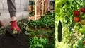 Best Summer Loving Vegetable Plants for Your Kitchen Garden