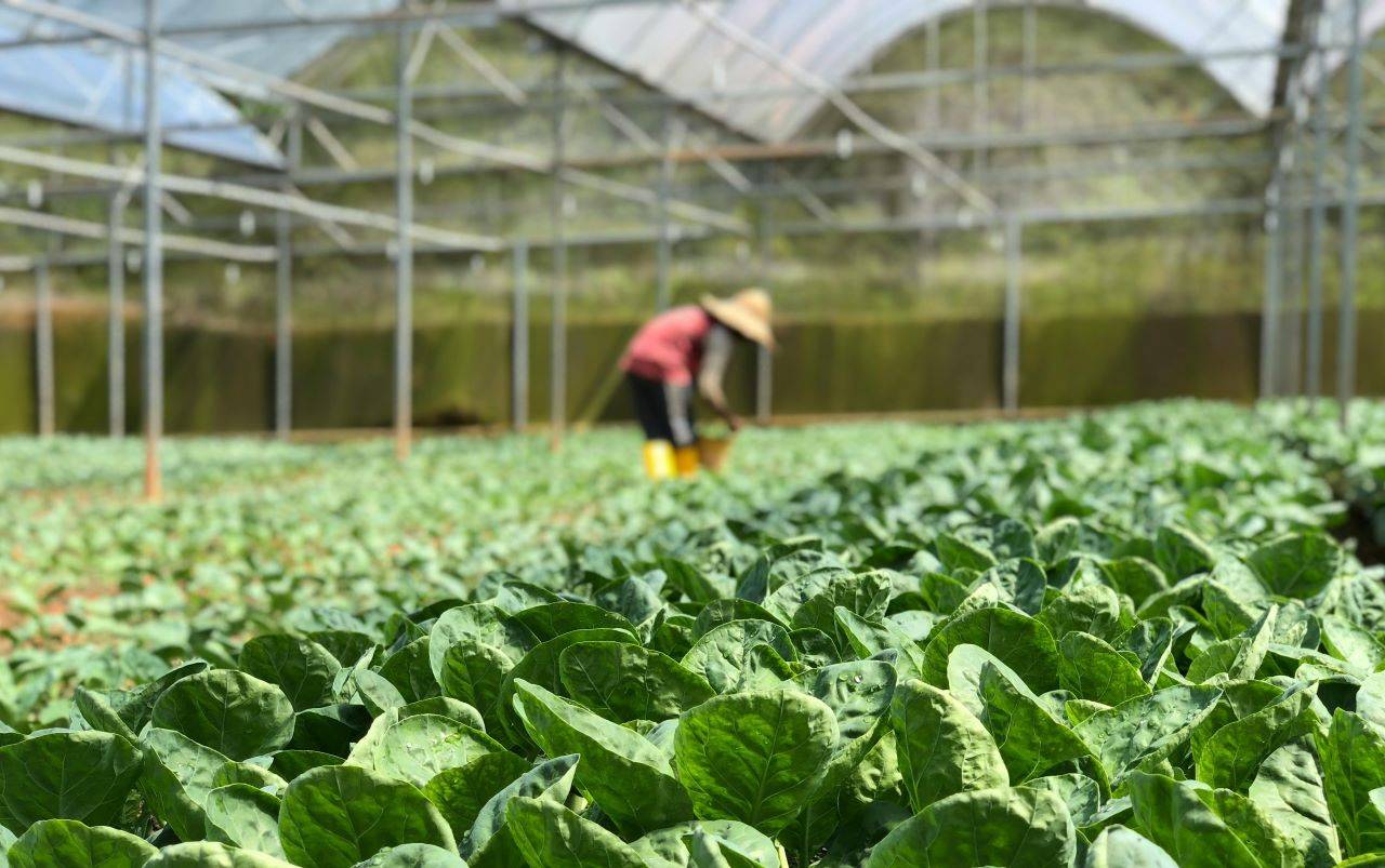 New Report Shows India Agrifoodtech Funding Dipping to Pre-Pandemic Levels (Representational Photo Source: Pexels)