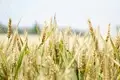 Cereal Rye: A Detailed Cultivation Guide