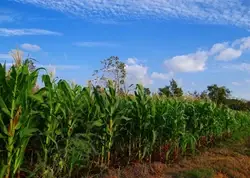 Maize Cultivation Revolutionizes Indian Agriculture: A Decade of Growth and Prosperity