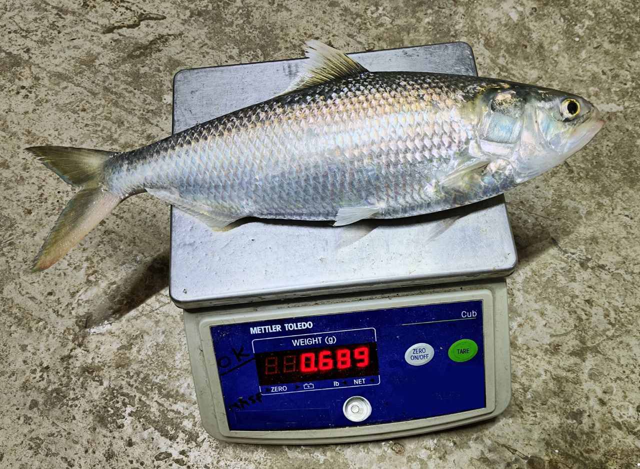 Hilsa (Tenualosa ilisha) attained 689 g (43.6 cm) in pond in 3 years – a better growth than rivers were achieved