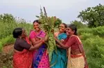UN Declares 2026 as International Year of the Woman Farmer