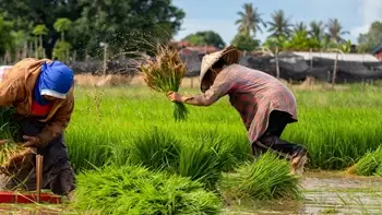 IRRI & Vietnam Launches Model Rice Fields to Promote Sustainable Agriculture
