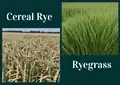 Distinctions and Commonalities Between Ryegrass and Cereal Rye