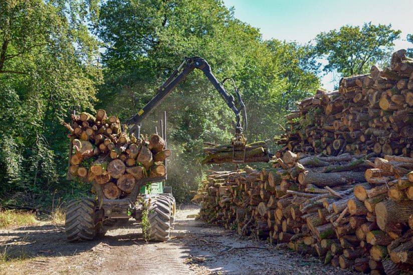 Forest Management (Representative Photo Source: Pexels)