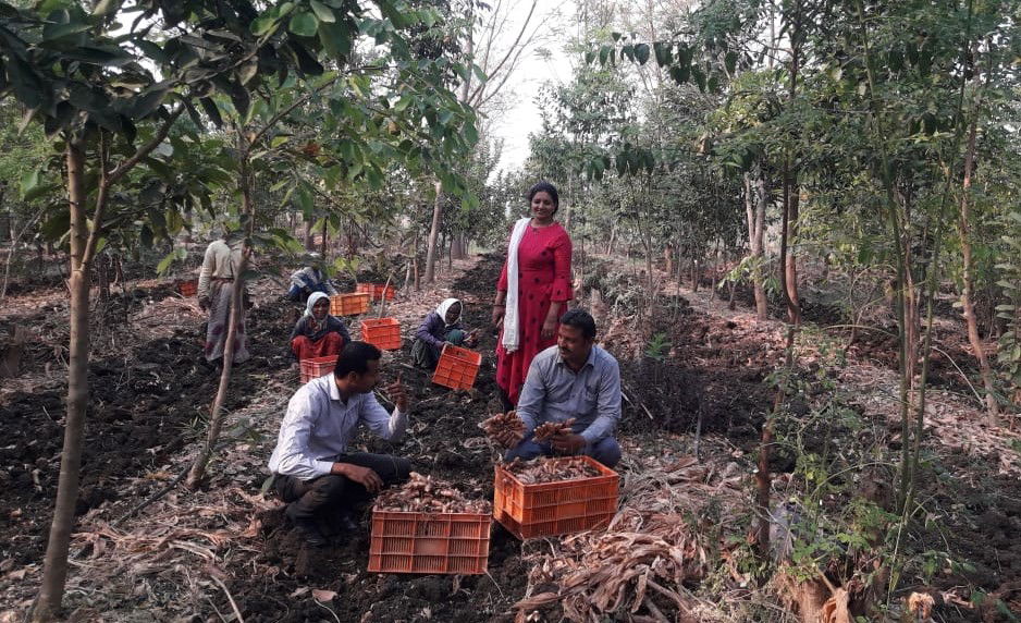 Turmeric harvesting time: Laxmikanth Hibare at his field