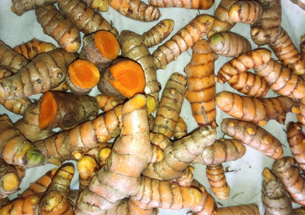 Turmeric with high curcumin content harvested from Laxmikanth's field