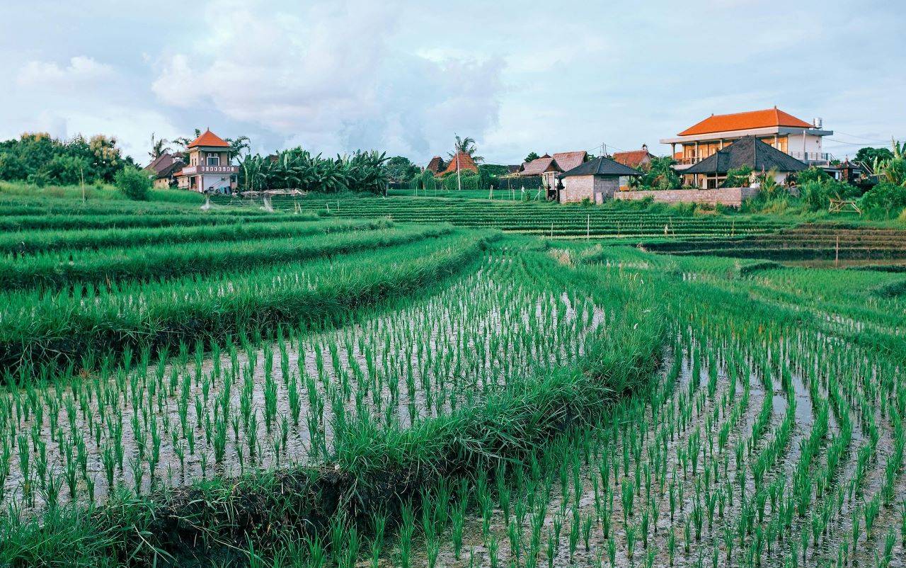 Effective Use of Wastewater for Irrigation (Representative Photo Source: Pexels)