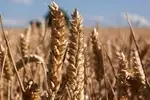 USDA Report: U.S. Winter Wheat Production Forecasted to Rise by 2% in 2024