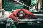 Malaysia to Launch ‘Orangutan Diplomacy’ Program to Bolster Palm Oil Image