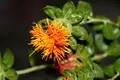 A Comprehensive Guide to Safflower Cultivation