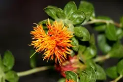 A Comprehensive Guide to Safflower Cultivation