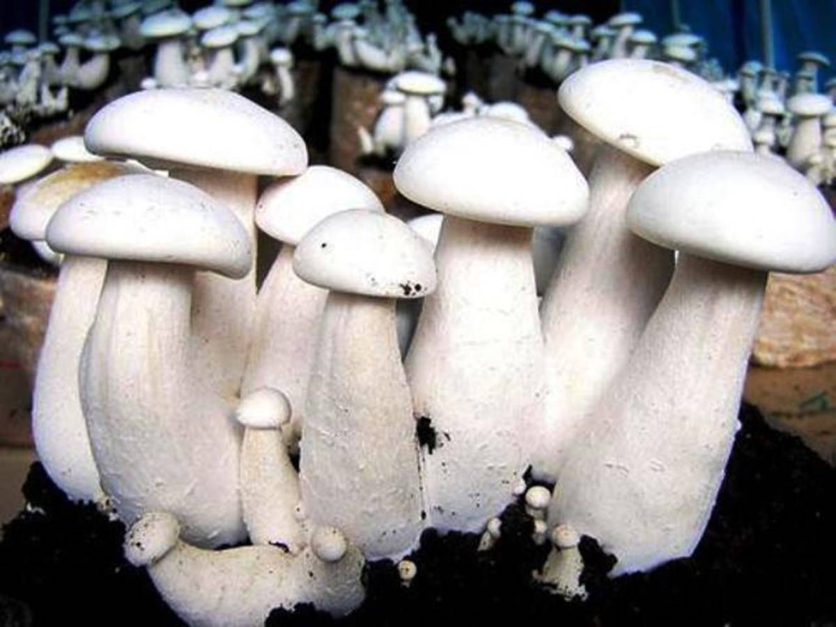 Milky Mushrooms Farming