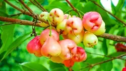 Art of Cultivating Fragrant Rose Apple Trees