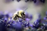 Climate Change Threatens Pollinator Populations: Study Highlights Urgent Need for Action