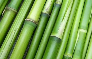 Scientists Develop Transparent Bamboo: A Sustainable Alternative to Glass 