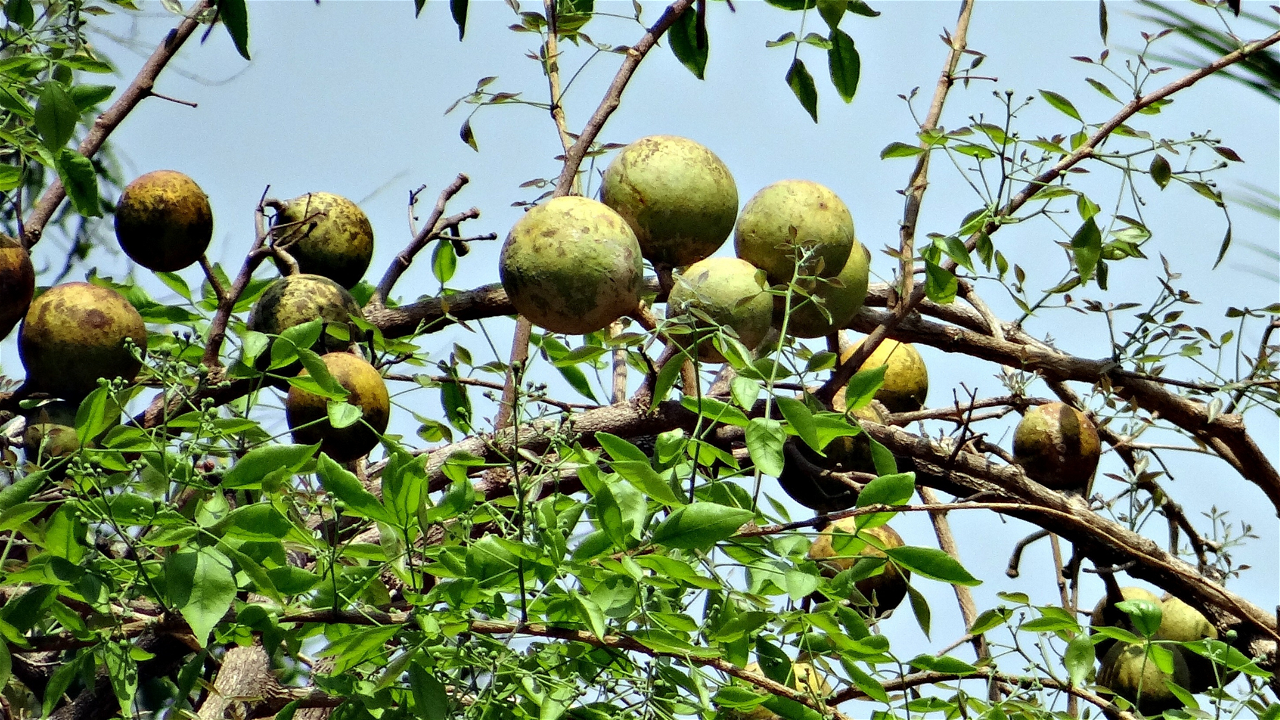 Significant Bael Varieties in India: A Complete Guide (Image Source: Canva)