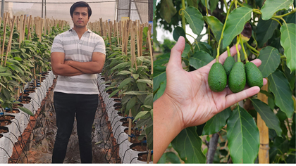 Bhopal's Young Avocado Farmer Makes 1 Crore Annually; Shares Insights for Fellow Farmers 