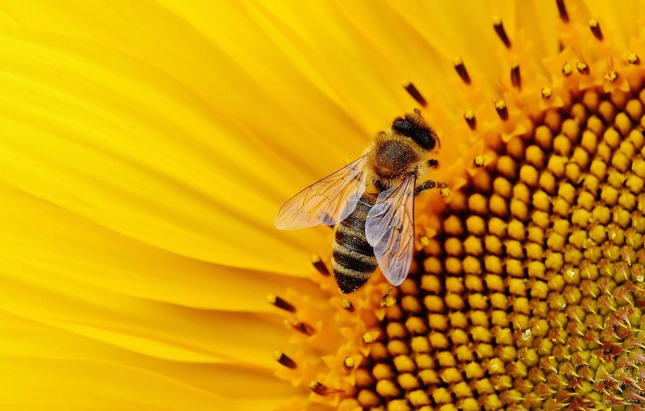 Why Protecting Bees and Other Pollinators is Vital to Protect Our Food Security (Photo Source: Pixabay)