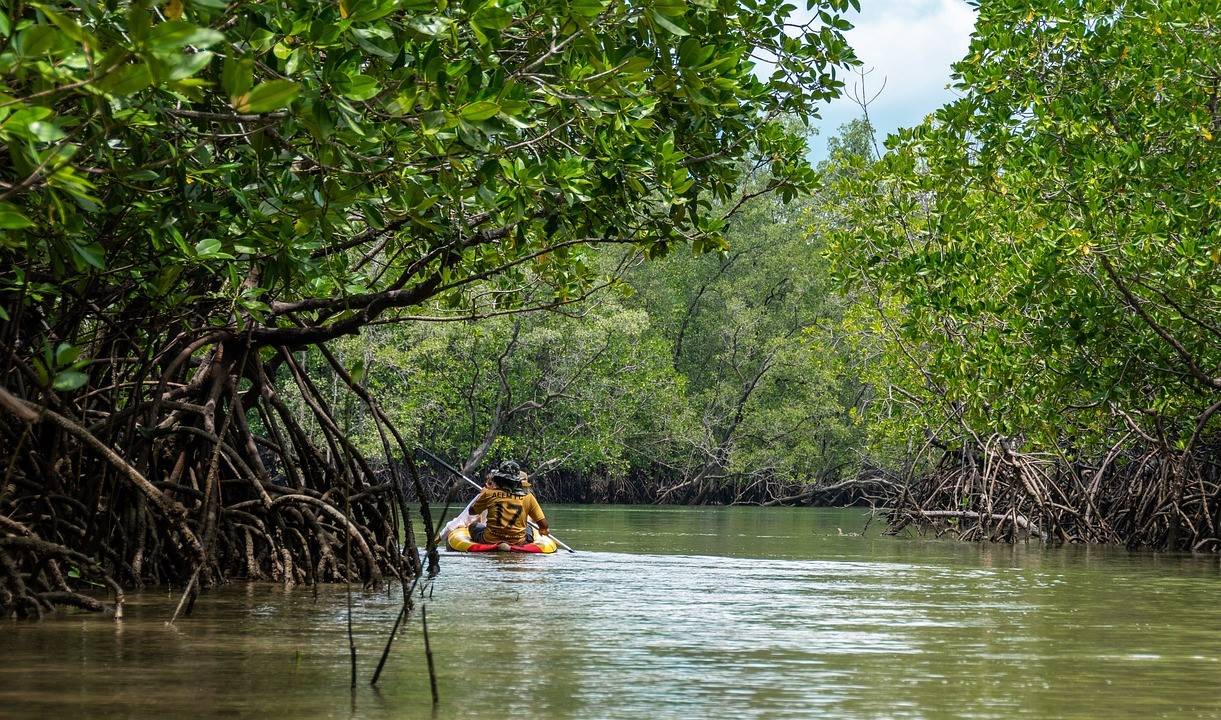 More than Half of World's Mangrove Ecosystems at Risk of Collapse by 2050: IUCN (Photo Source: Pixabay)