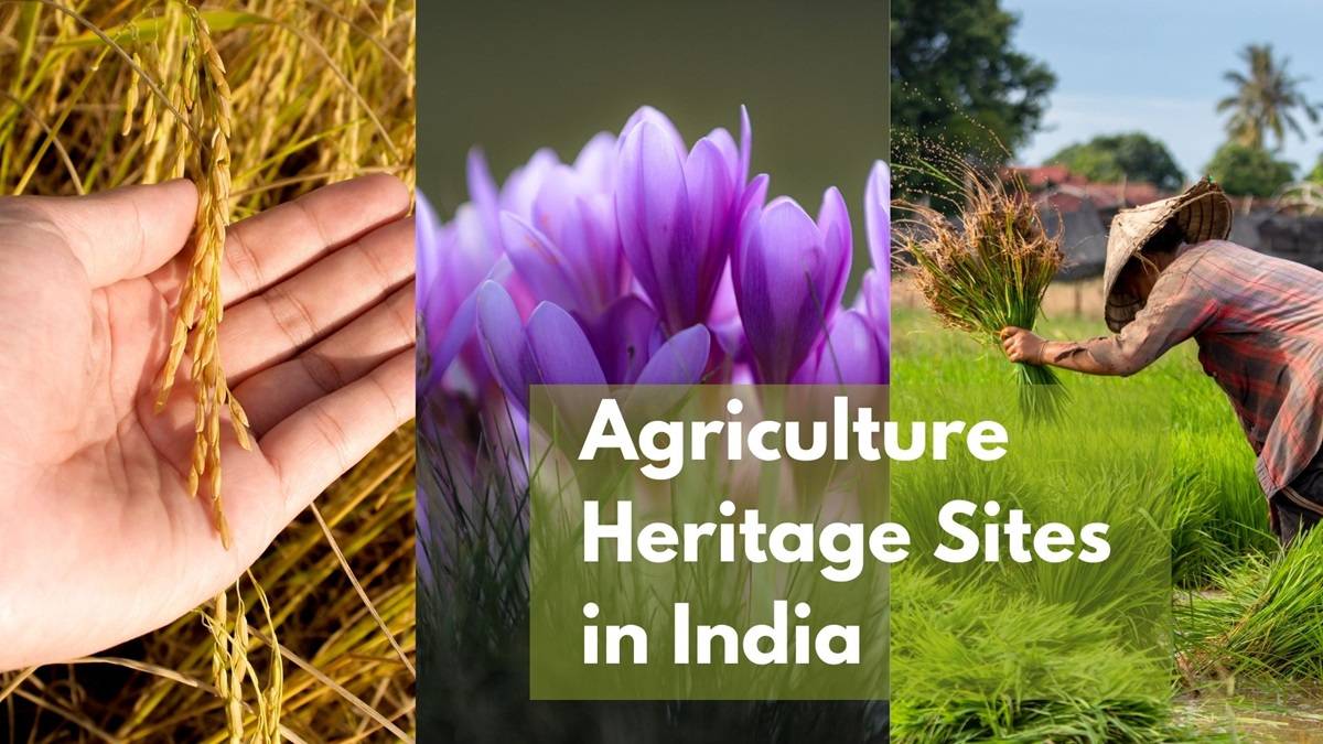 Globally Important Agricultural Heritage Systems: How Many Sites Are There in India? (Photo Source; Canva)