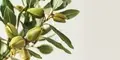 Cultivation of Jojoba: A Detailed Guide