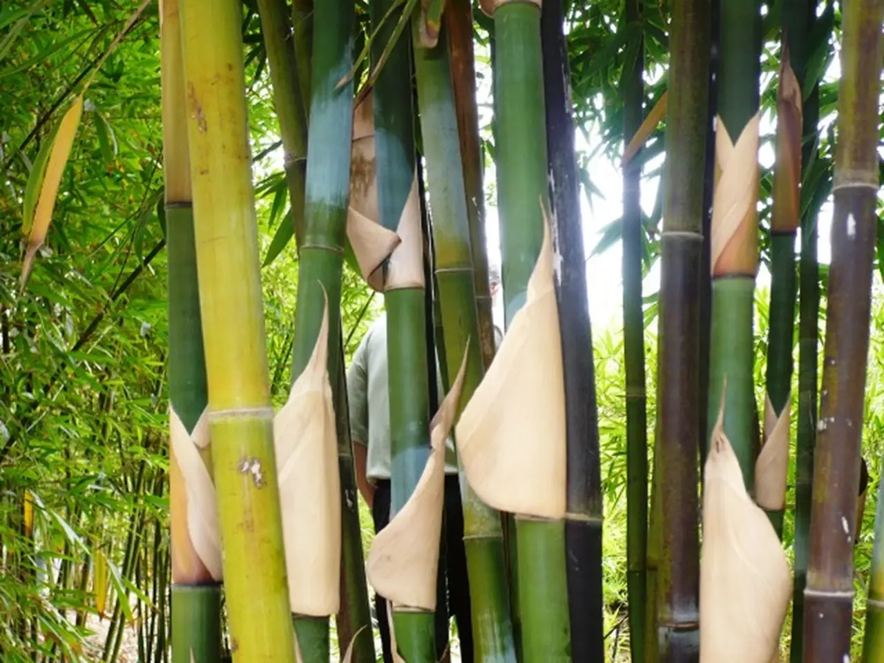 Bamboo Farming