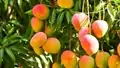 Improved Varieties of Mango in India