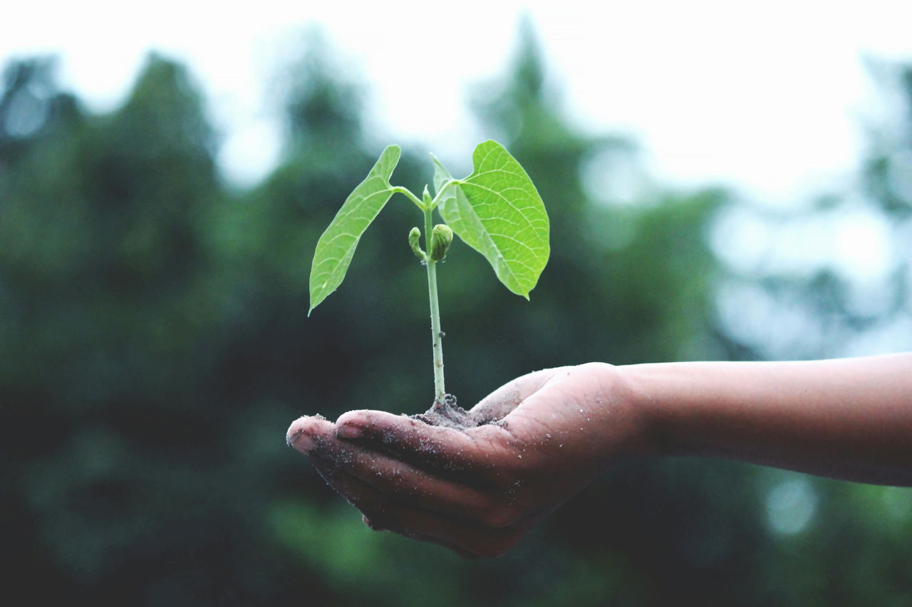 Sustainable use of soil is critical to the planet (Photo Source: Pexels.com)