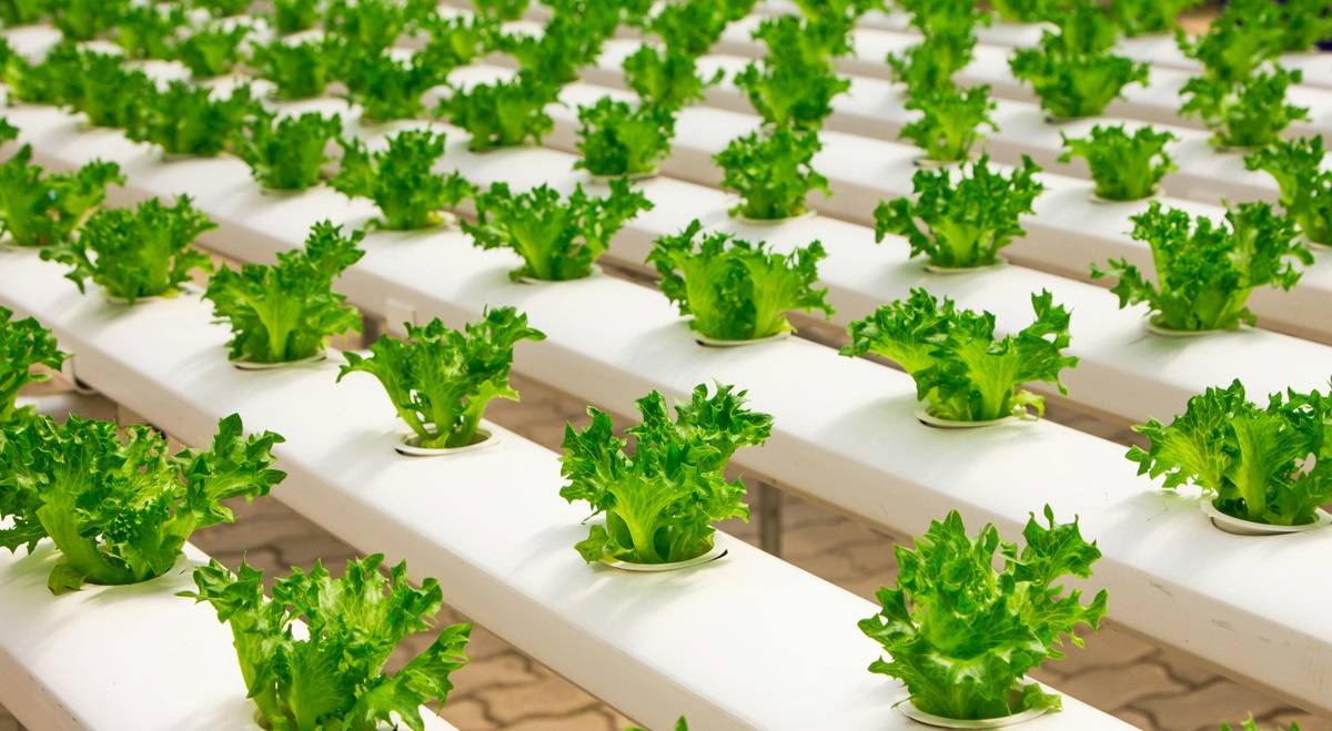 AIoT Enhances Efficiency and Sustainability in Hydroponic Farming: Study (Photo Source: Pixabay)