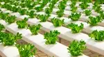 AIoT Enhances Efficiency and Sustainability in Hydroponic Farming: Study