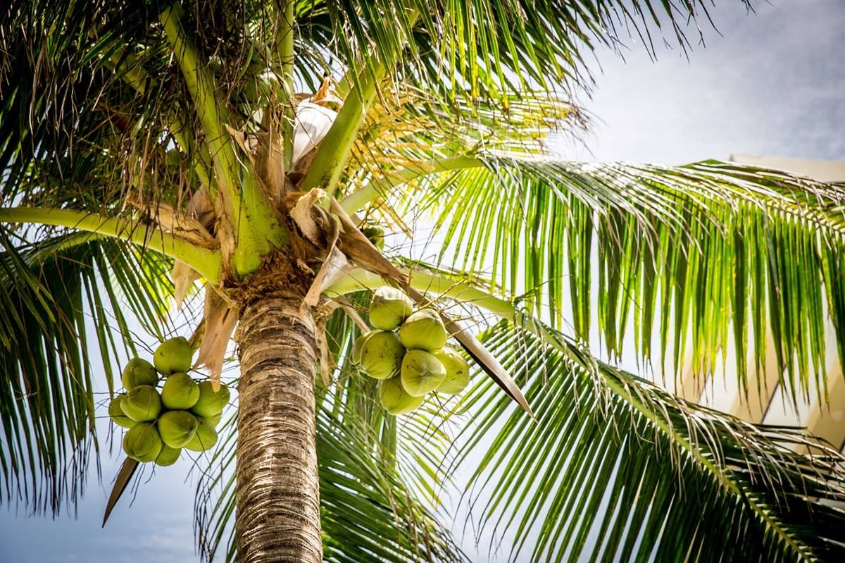 Indian Researchers Patent Unmanned Remote Controlled Coconut Harvesting Robot (Photo Source: Pixabay)