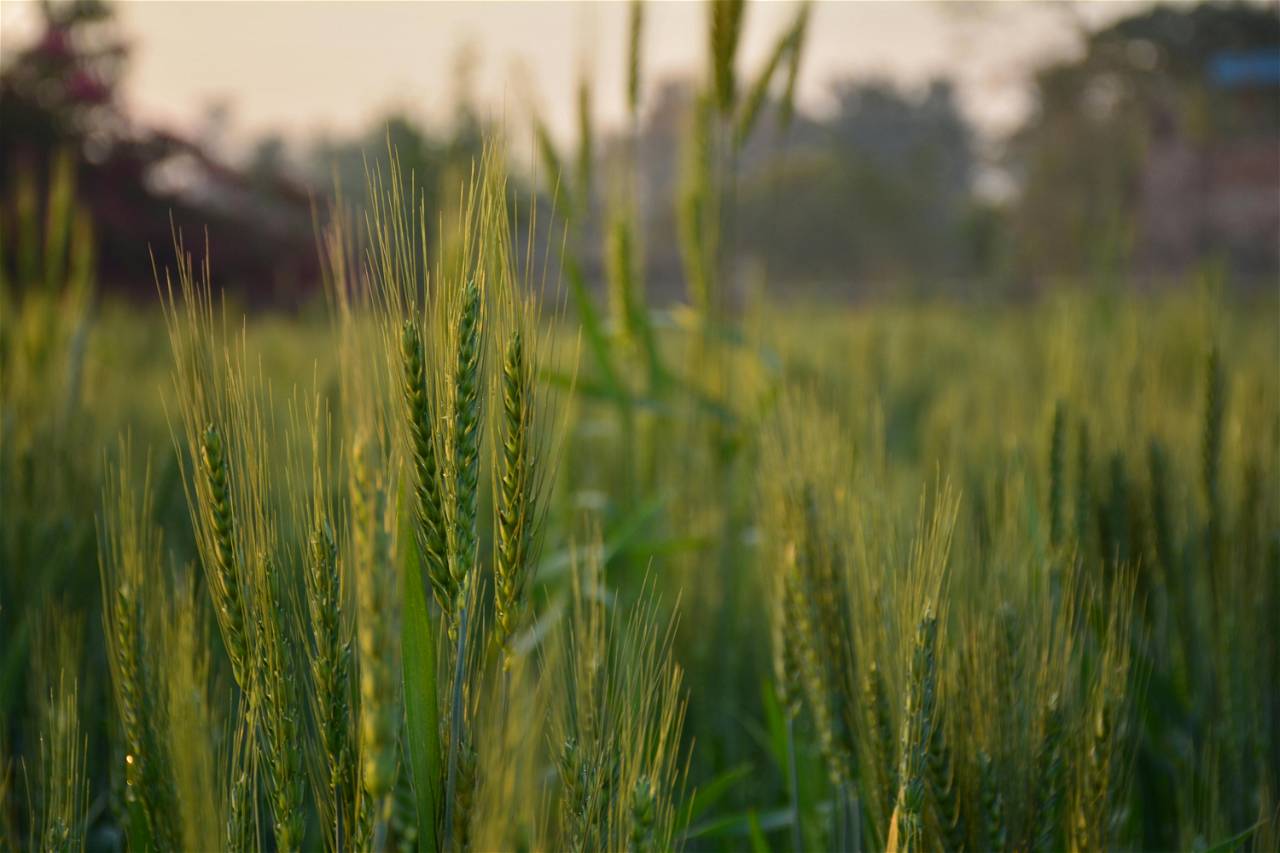 ICAR-ATARI Hosts State-Level Pre-Kharif CSISA-Convergence Platform Meeting; this is a representative image (Photo Source: Pexels.com)