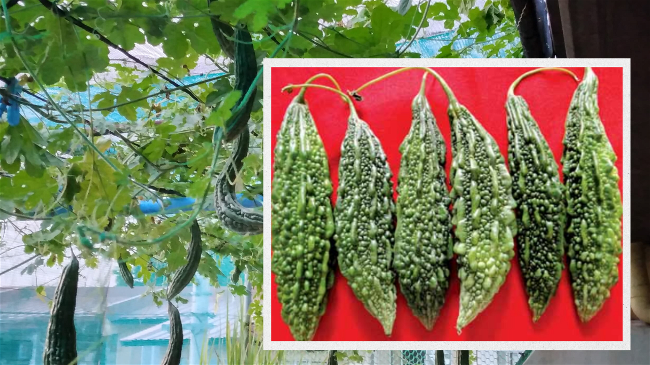 Pusa Hybrid-4: First Gynoecious based Hybrid of Bitter Gourd, Image source: Canva and T K Behera, G S Jat, Research A D Munshi and B S Tomar, Indian Horticulture, January–February 2022, 3-4